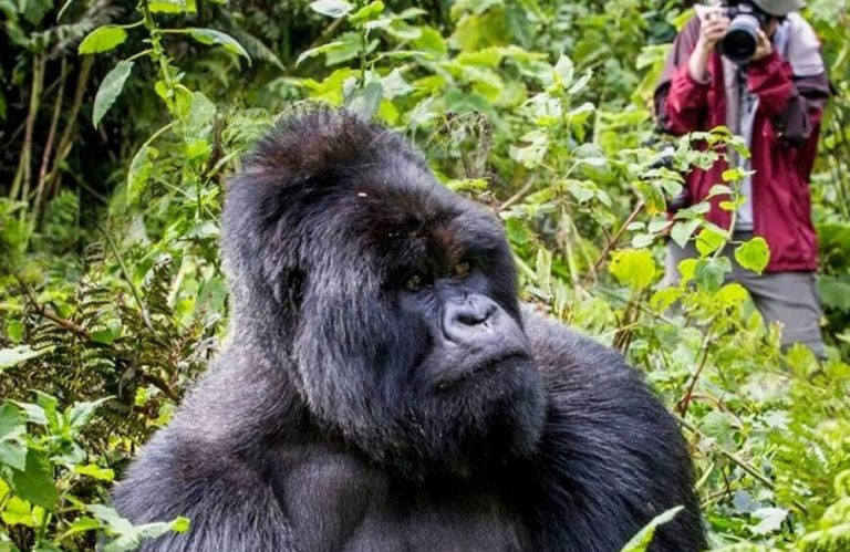 Gorilla Trekking Awaits You at Erebero Hills Lodge