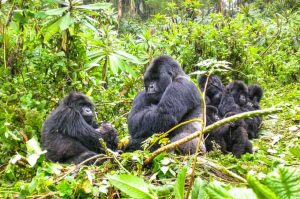 Mountain Gorillas on the Increase