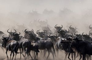 World Bank in Campaign to Save Serengeti migration