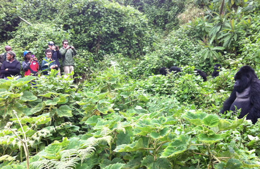 Gorilla Trekking in Rwanda Vs Congo Gorilla Trekking