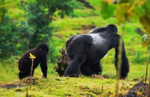 Mountain Gorillas Saved, Space Not Enough: Africa’s Next Conservation Challenge